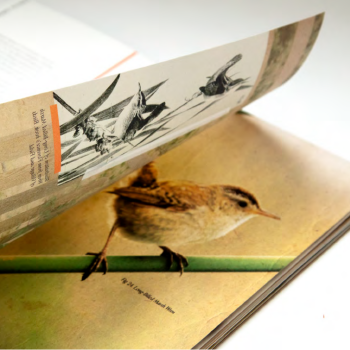 Book with Drawing of a Bird