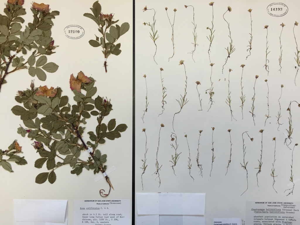 two herbarium species
