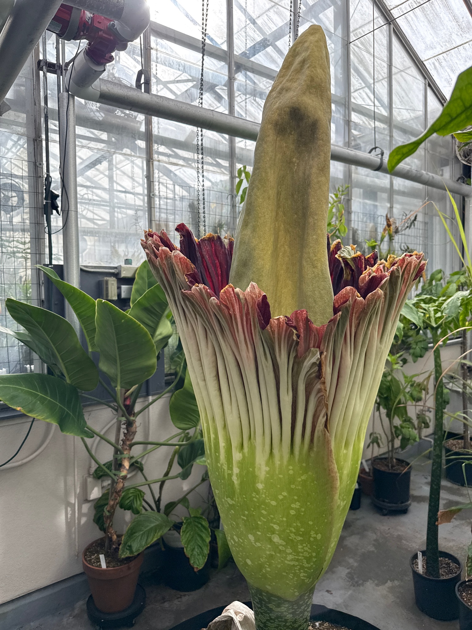 SJSU corpse flower bloom 2025